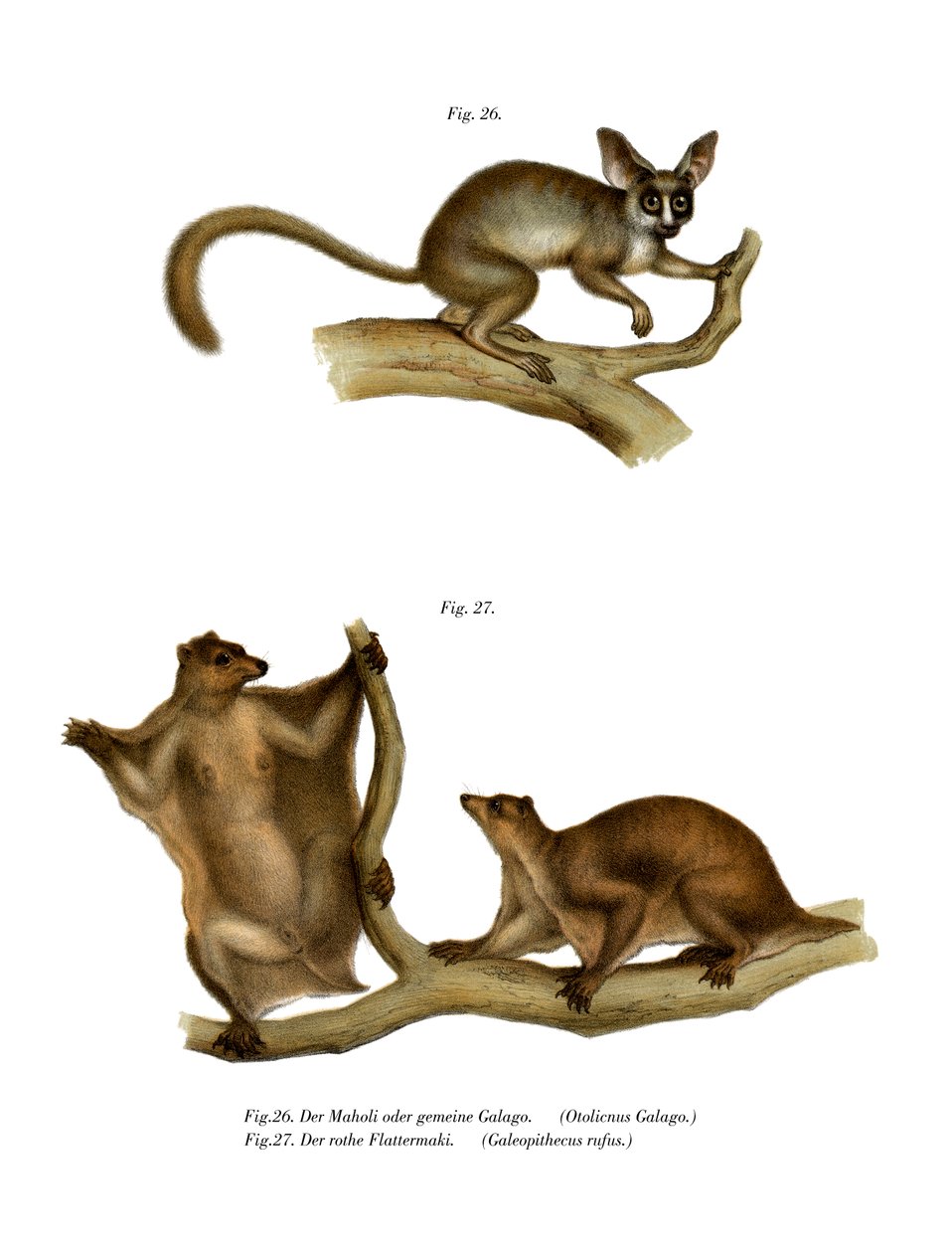 Galago, 1860 od German School