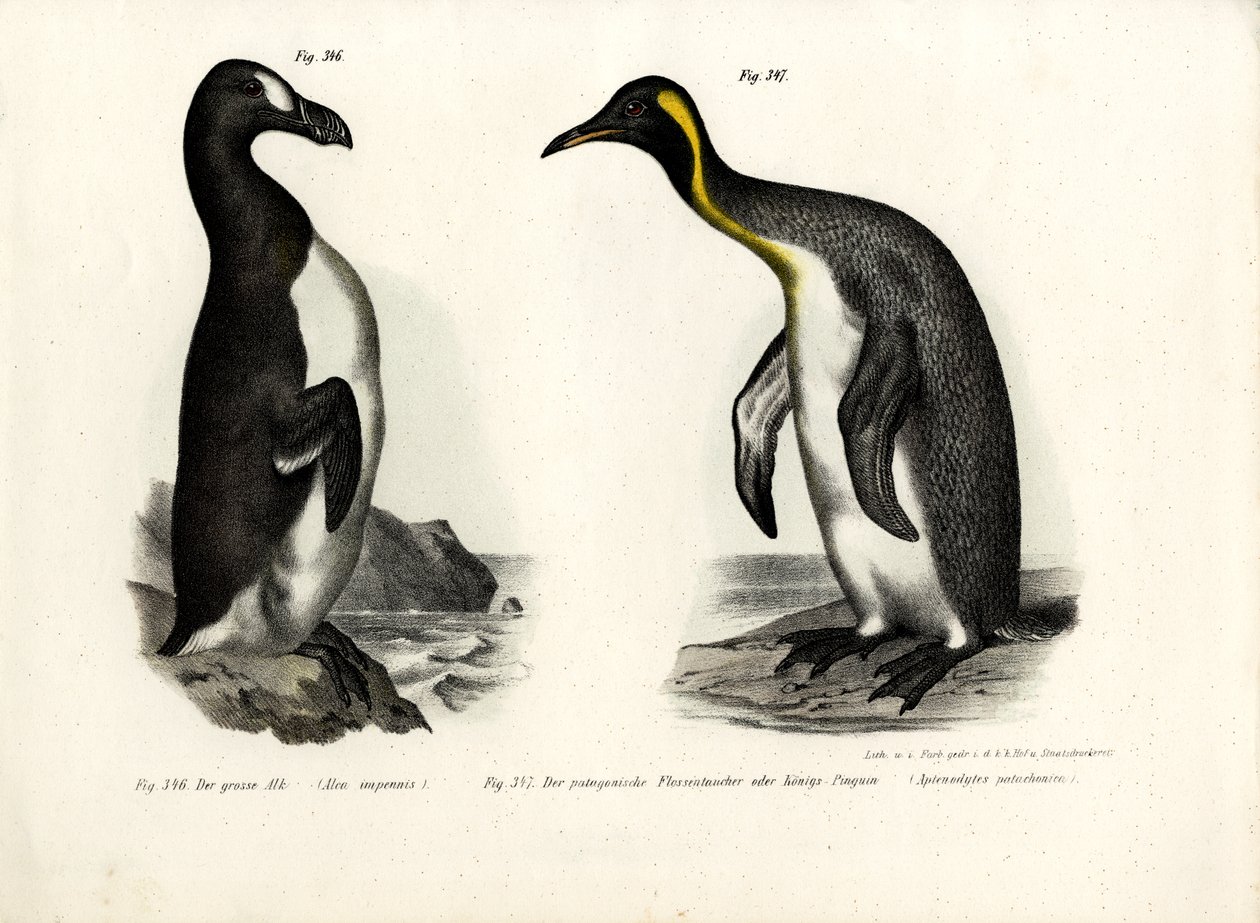 Velký Auk, 1864 od German School