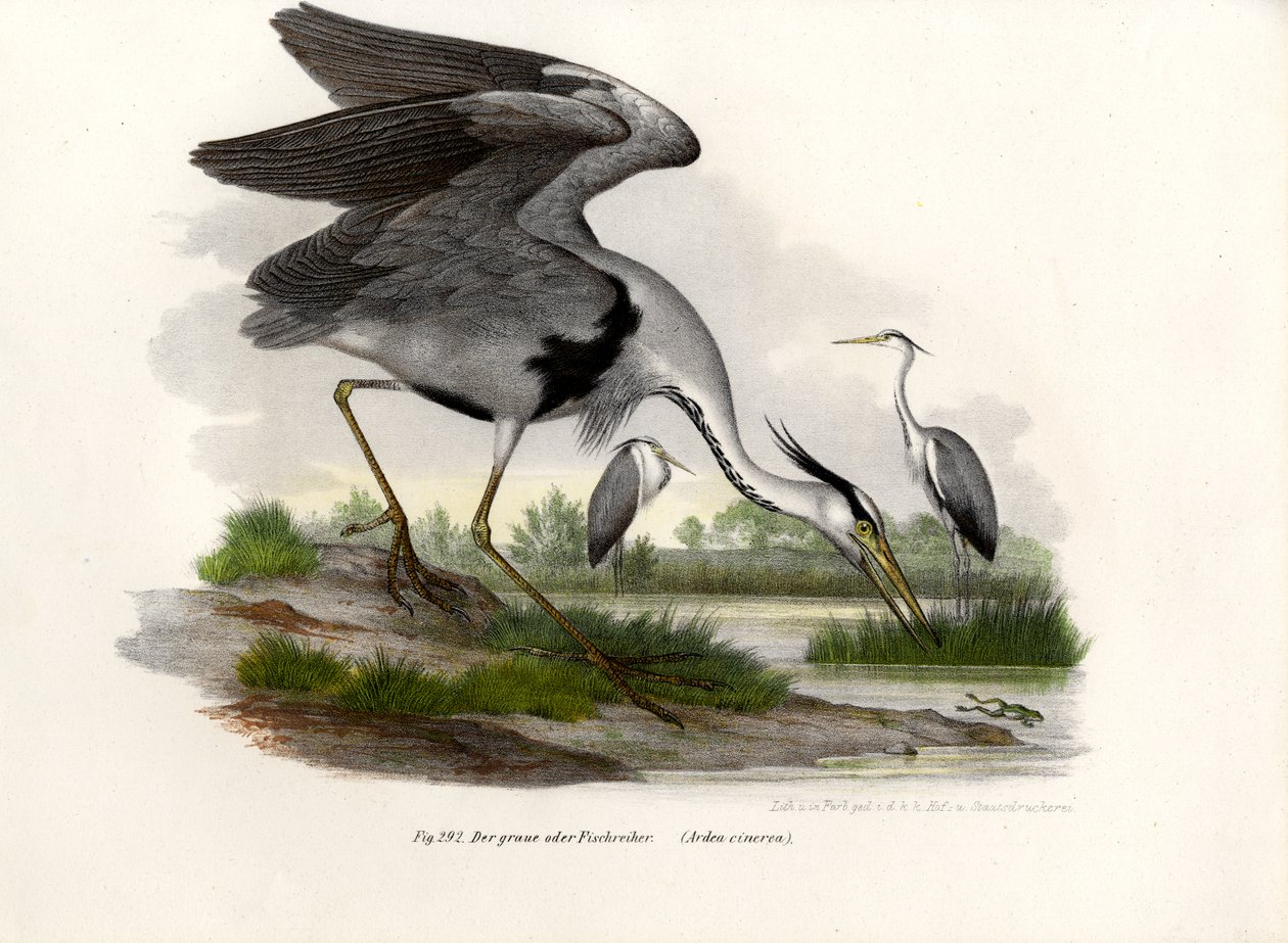 Volavka popelavá, 1864 od German School