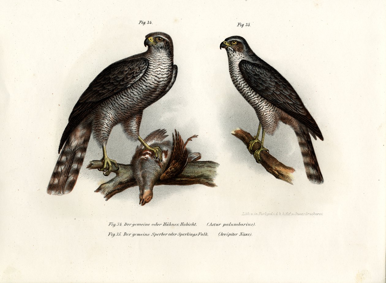 Hawk, 1864 od German School