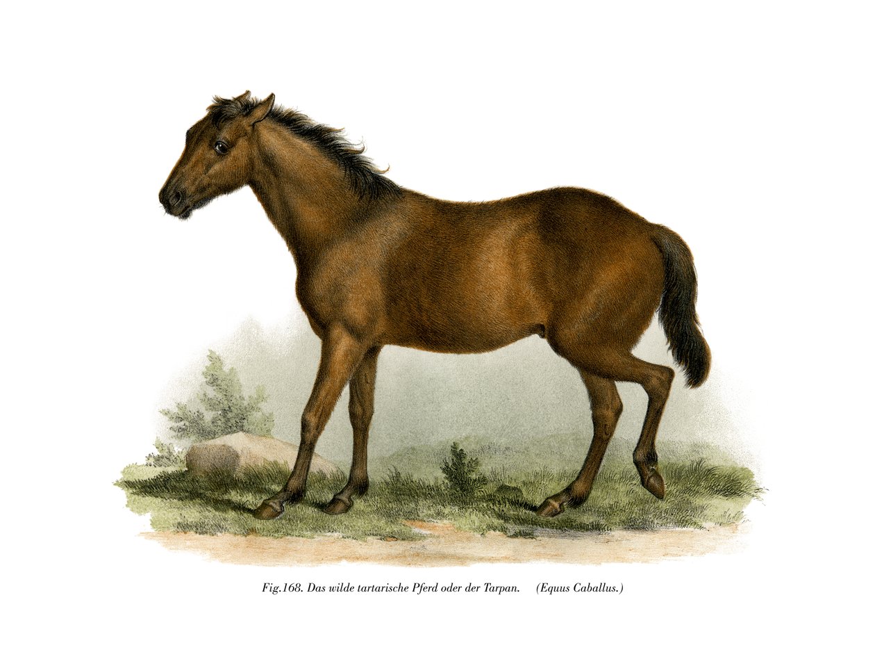 Kůň, 1860 od German School