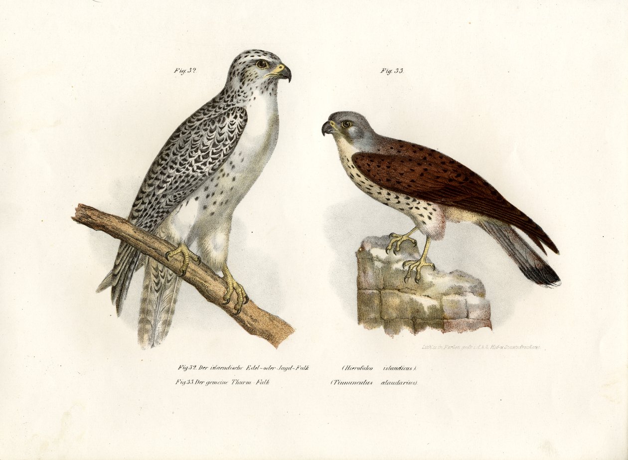 Islandský Gyrfalcon, 1864 od German School