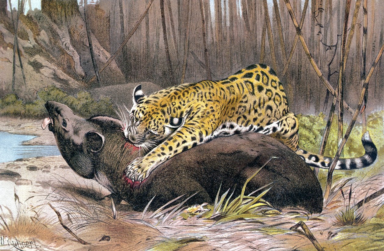 Jaguár, deska z Brehmse Tierleben: Allgemeine Kunde des Tierreichs, díl 1, str. 494, vydal Bibliographisches Institut, 1890 od German School