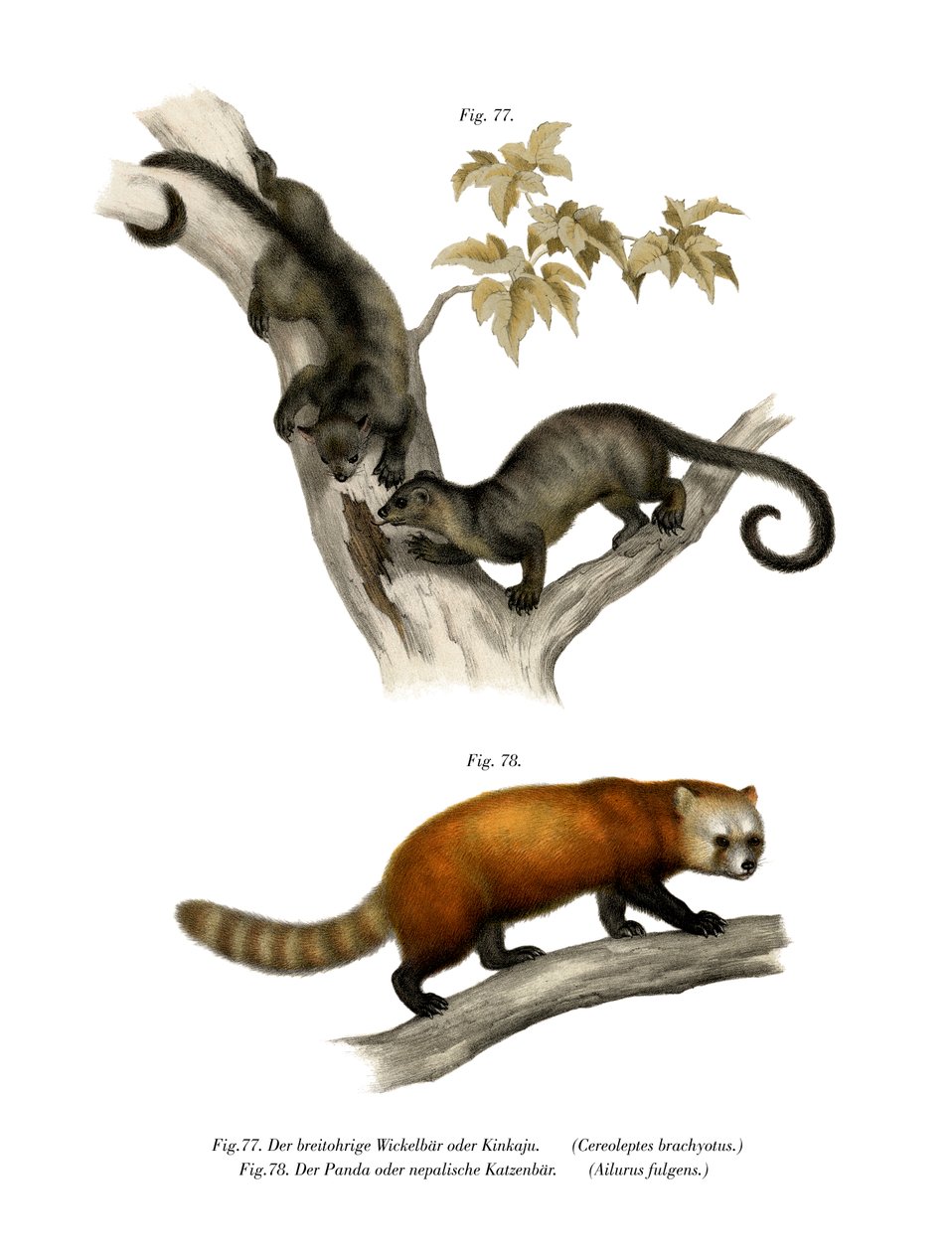 Kinkajou, 1860 od German School