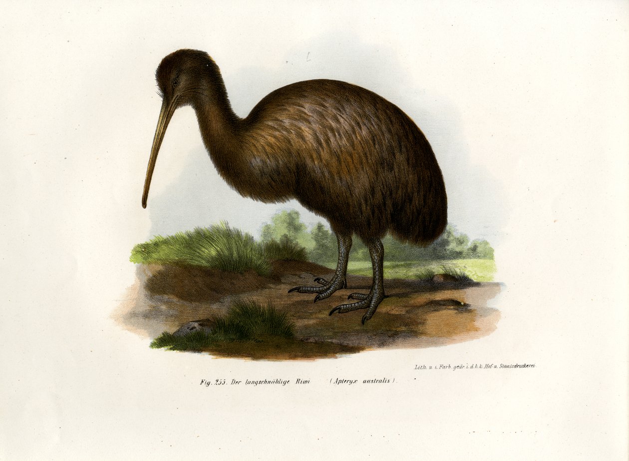 Kiwi, 1864 od German School