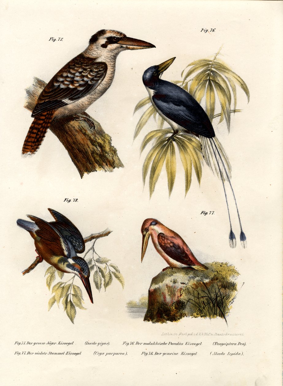 Kookaburra, 1864 od German School