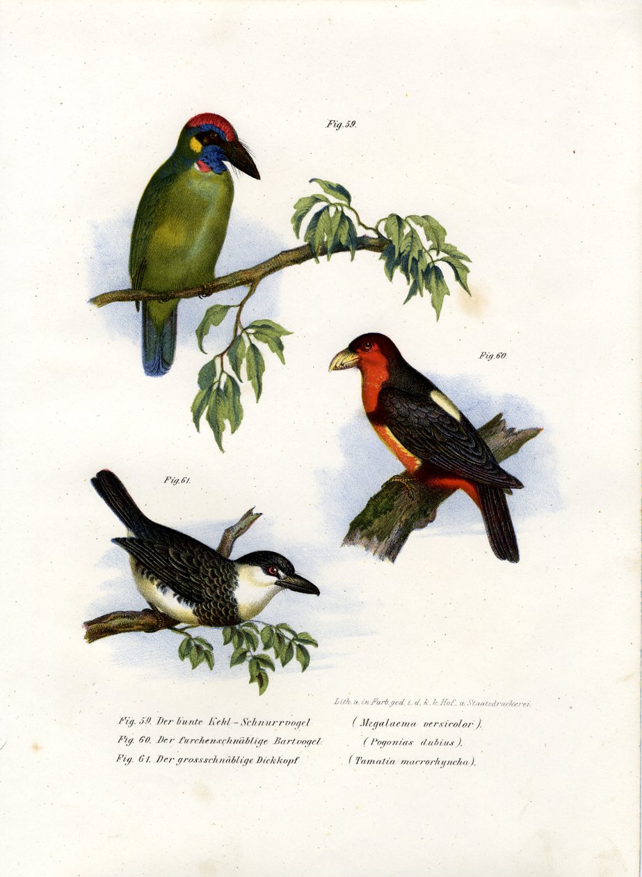 Velký zelený barbet, 1864 od German School