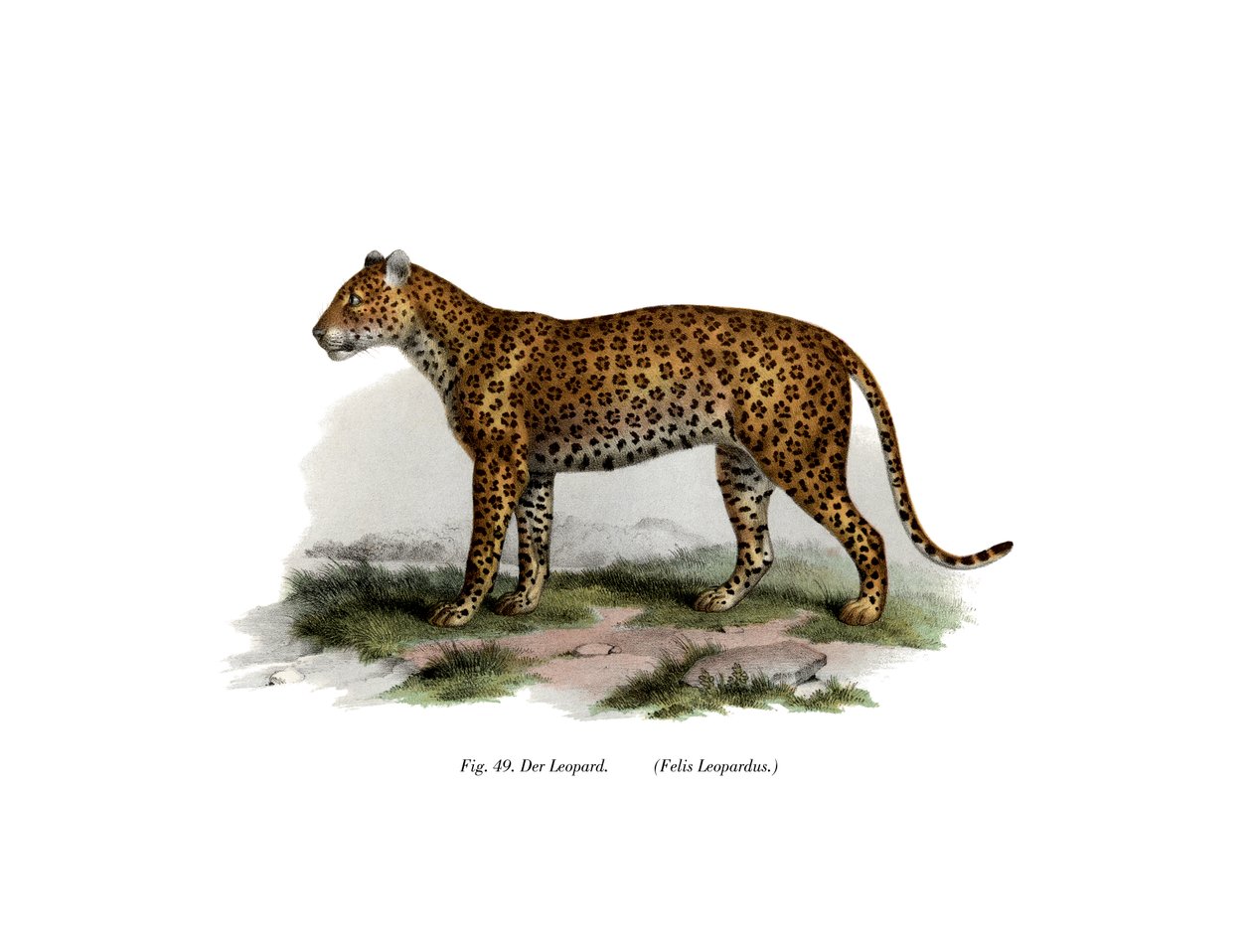Leopard, 1860 od German School