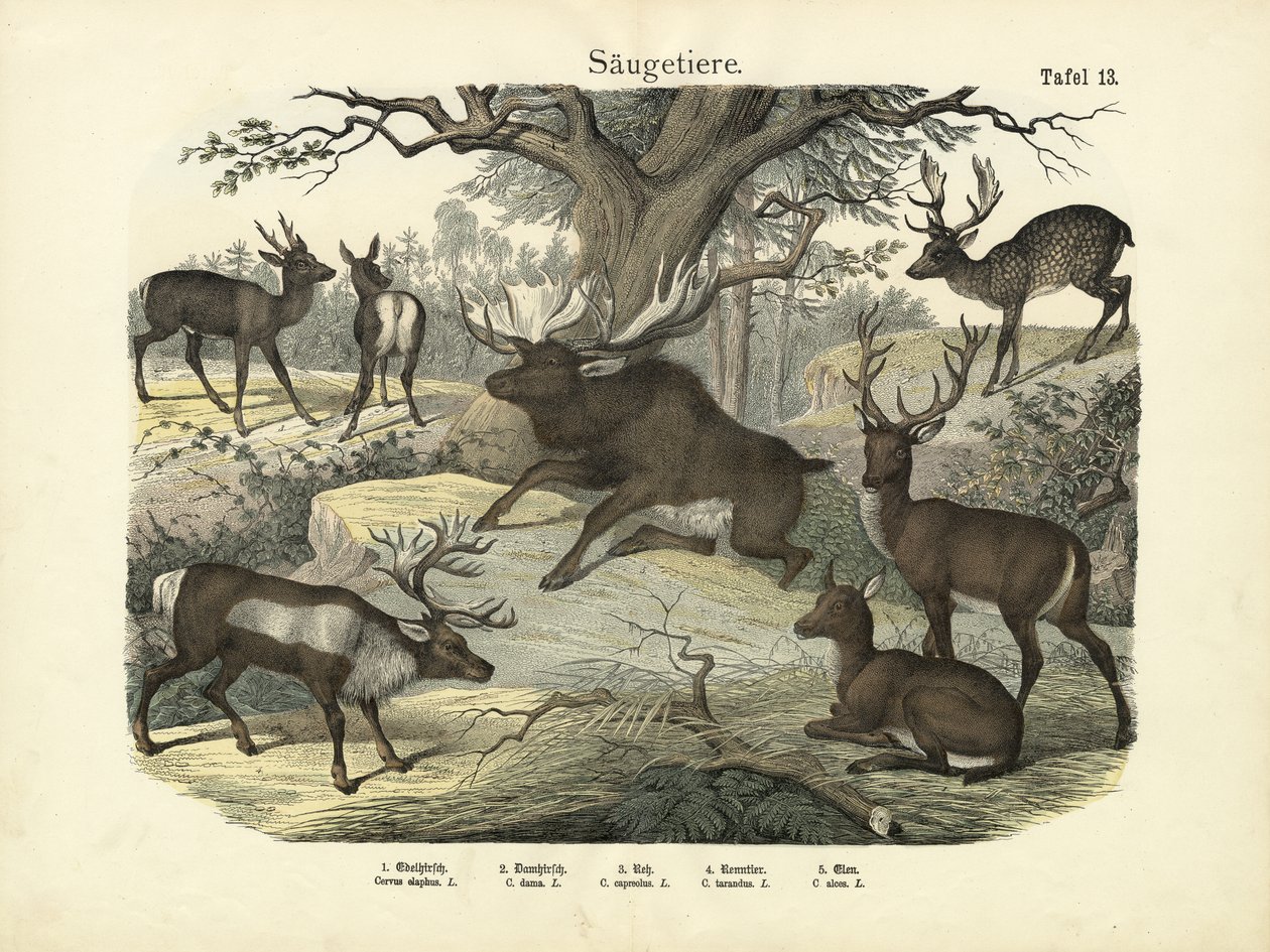 Savci, kolem roku 1860 od German School
