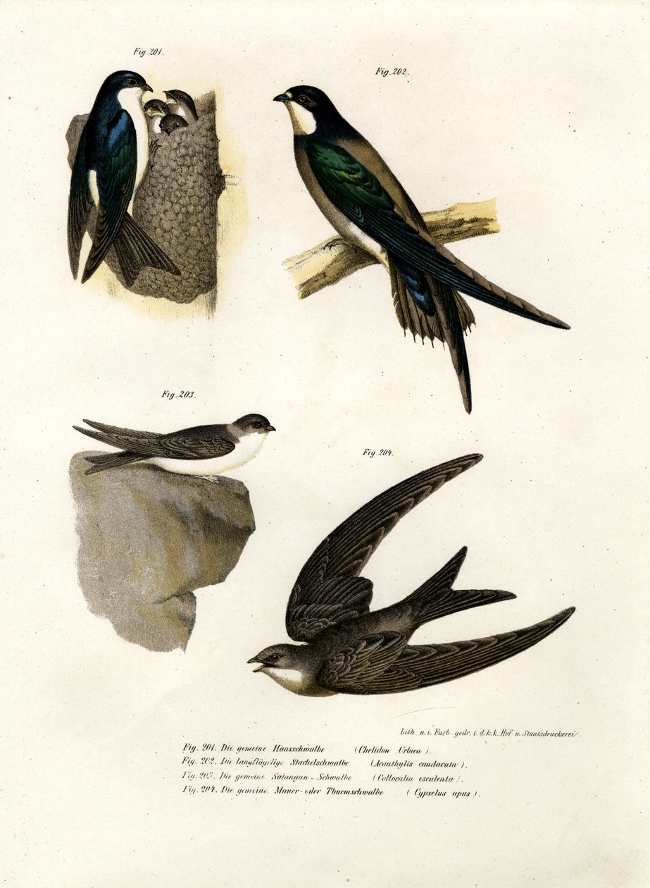 Martin, 1864 od German School