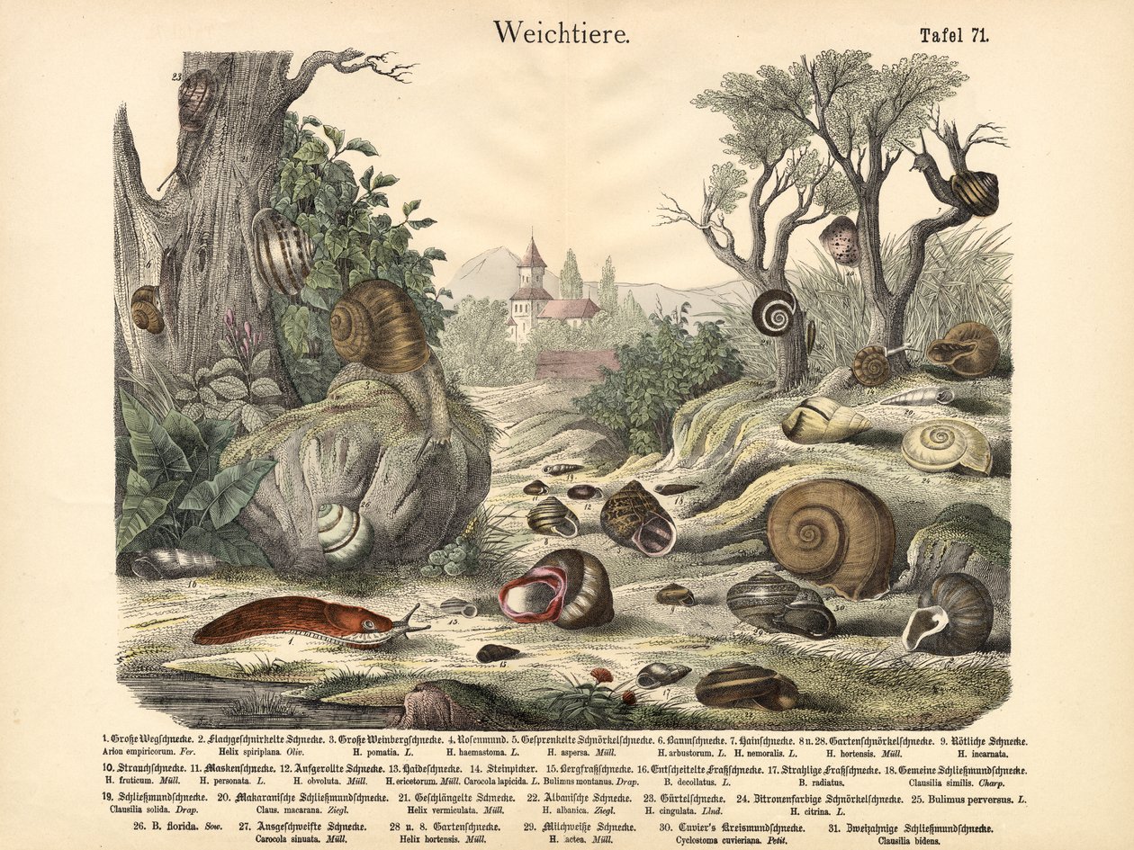 Měkkýši, kolem roku 1860 od German School