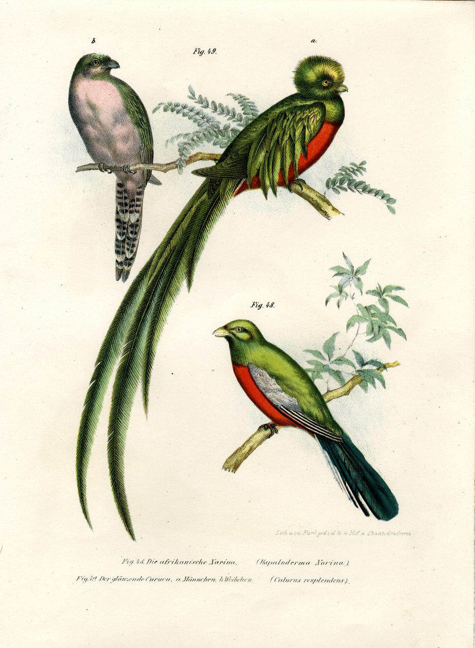 Narina Trogon, 1864 od German School