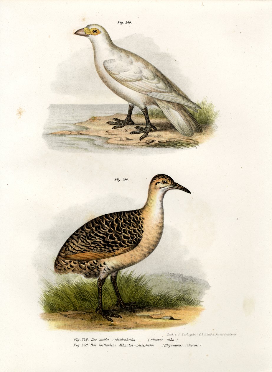 Sheatbill s bledou tváří, 1864 od German School