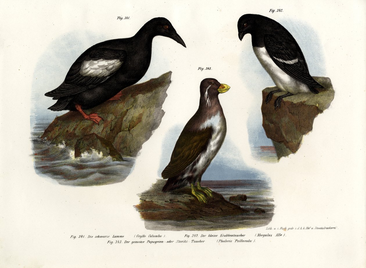 Pigeon Guillemot, 1864 od German School
