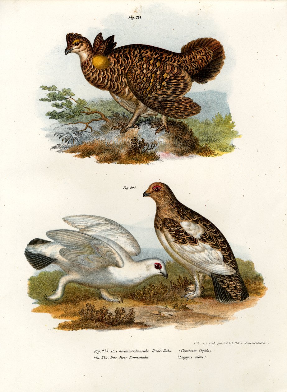 Tetřev zpeřený, 1864 od German School