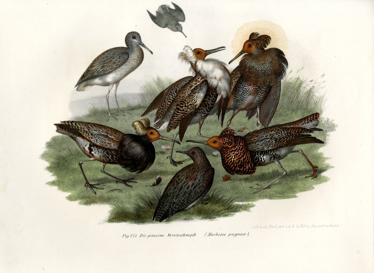 Ruff, 1864 od German School