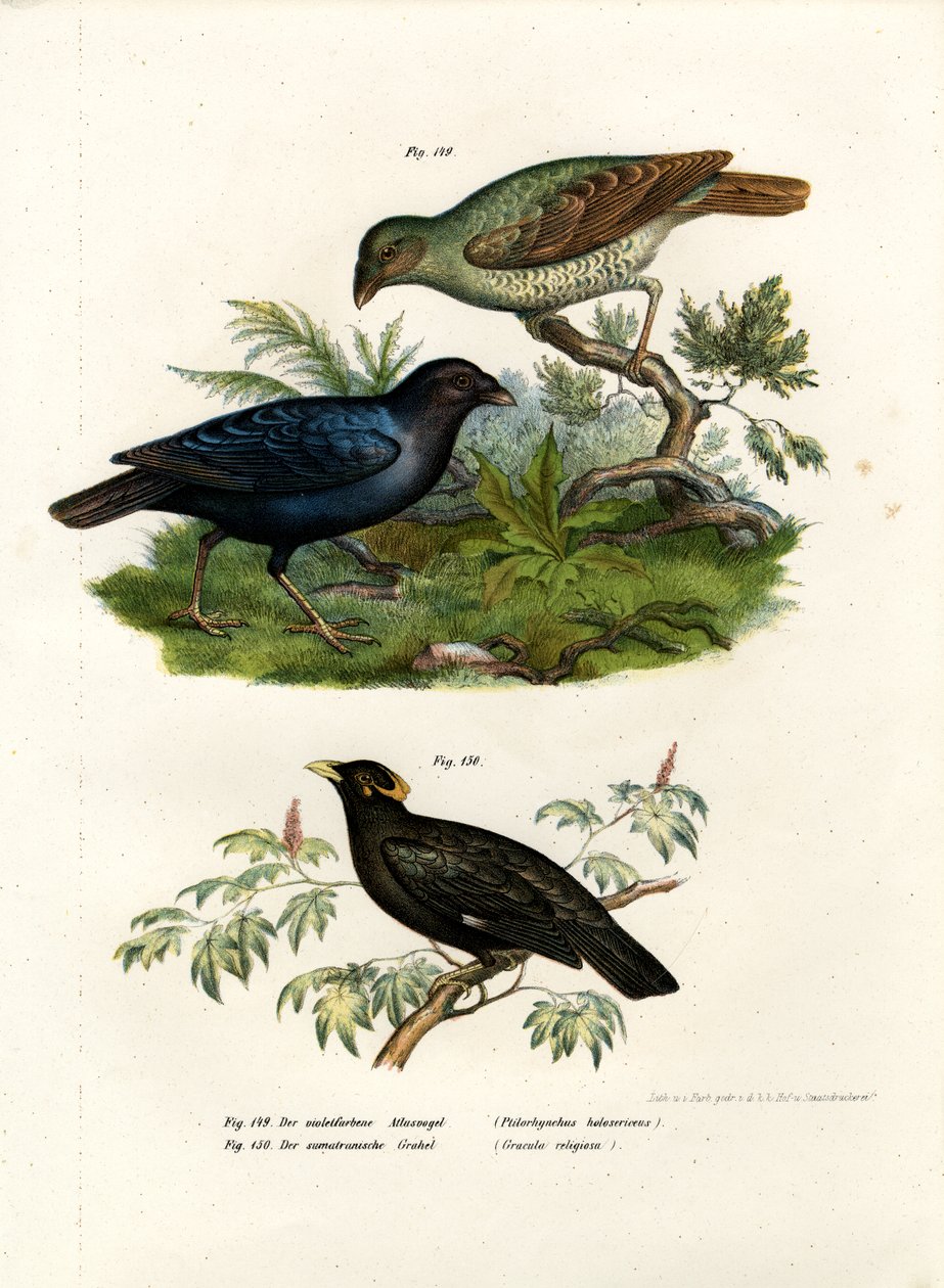 Satin Bower Bird, 1864 od German School