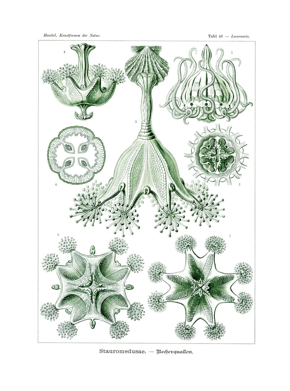 Stauromedusae, 1899-1904 od German School