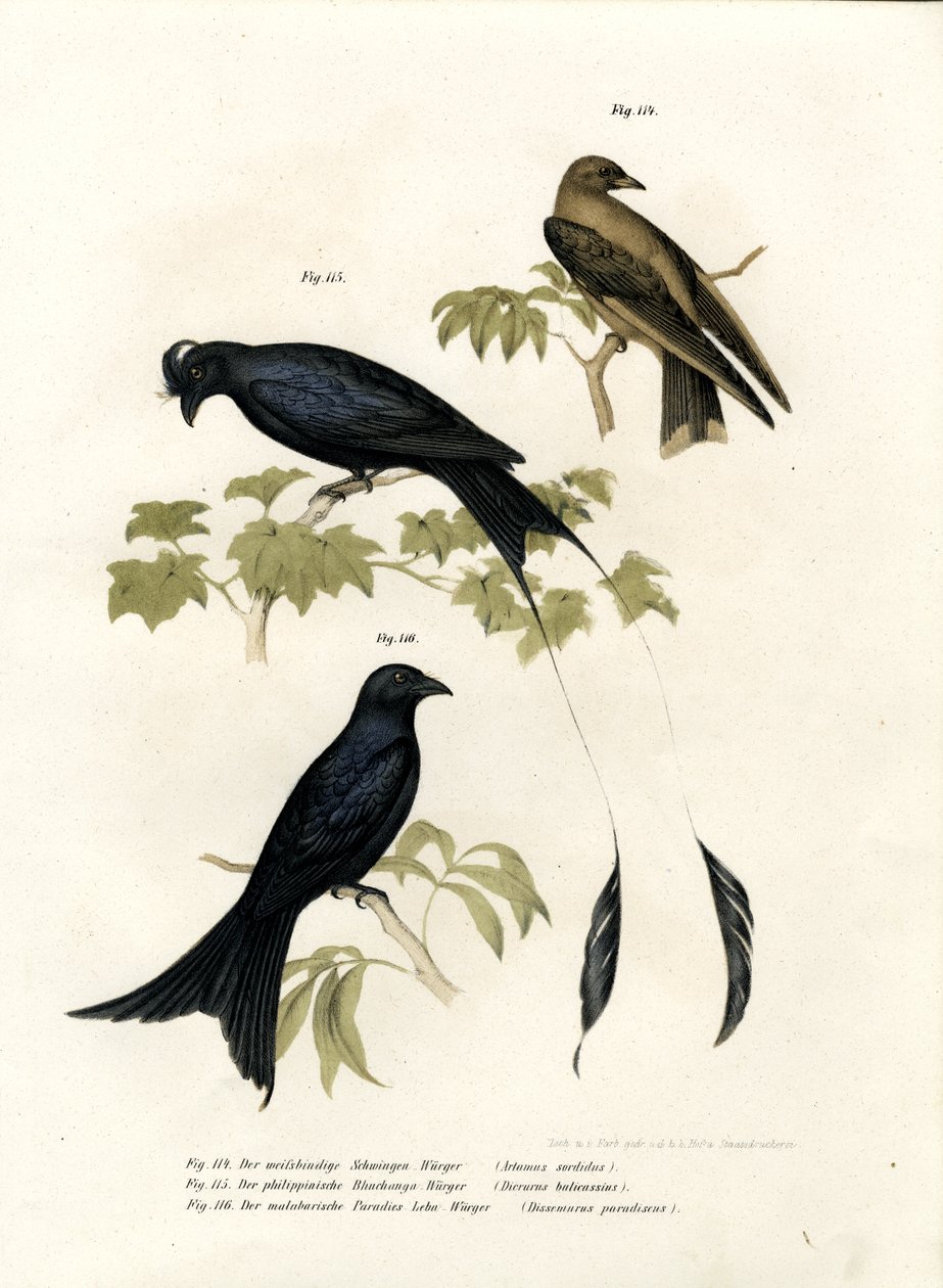 Dřevěná vlaštovka, 1864 od German School