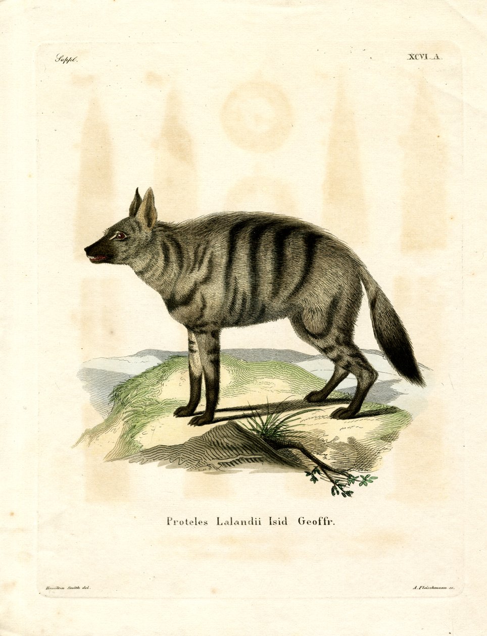 Aardwolf (barevná rytina) od German School