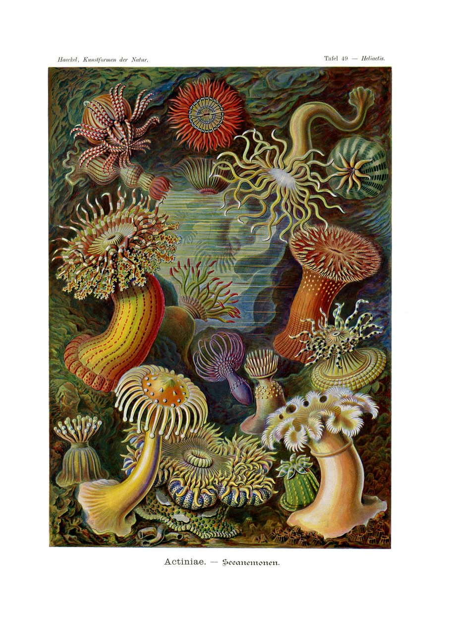 Actiniae nebo Actiniaria, 1899-1904 od German School