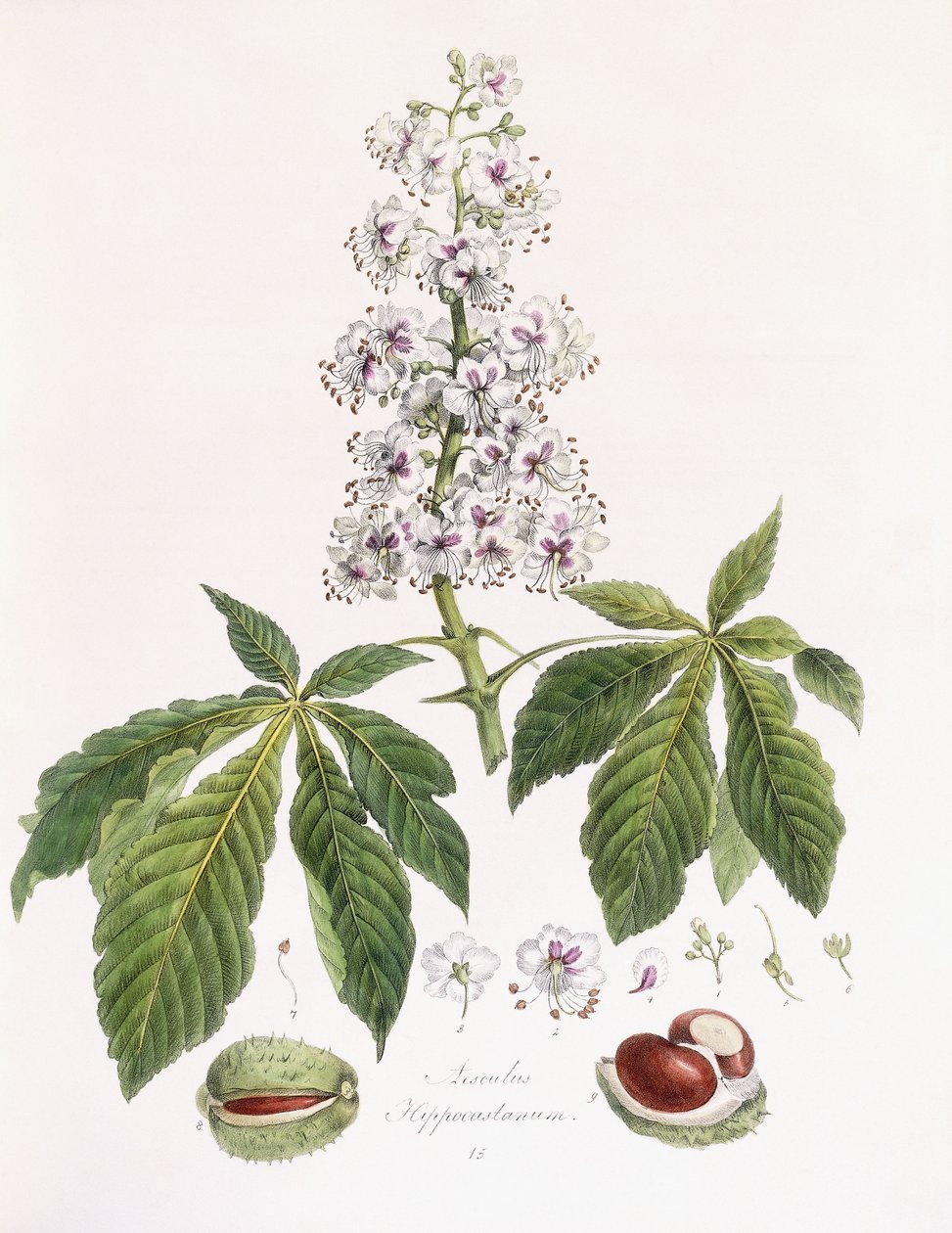 Aesculus Hippocastanum od German School