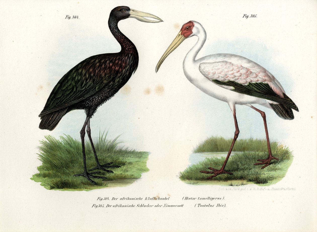 African Openbill Stork, 1864 od German School