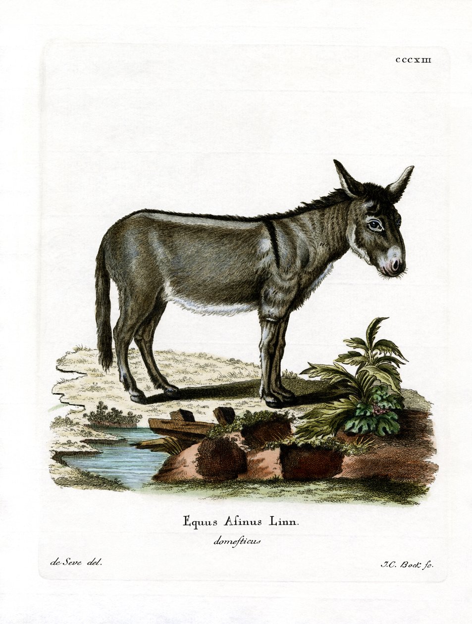 African Wild Ass (barevné rytí) od German School