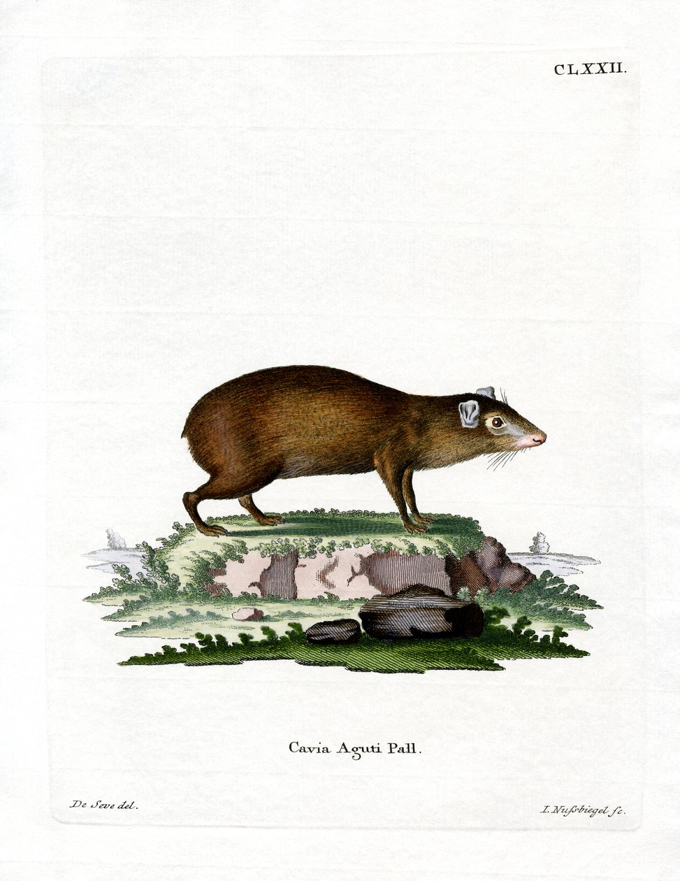 Agouti (barevné rytí) od German School