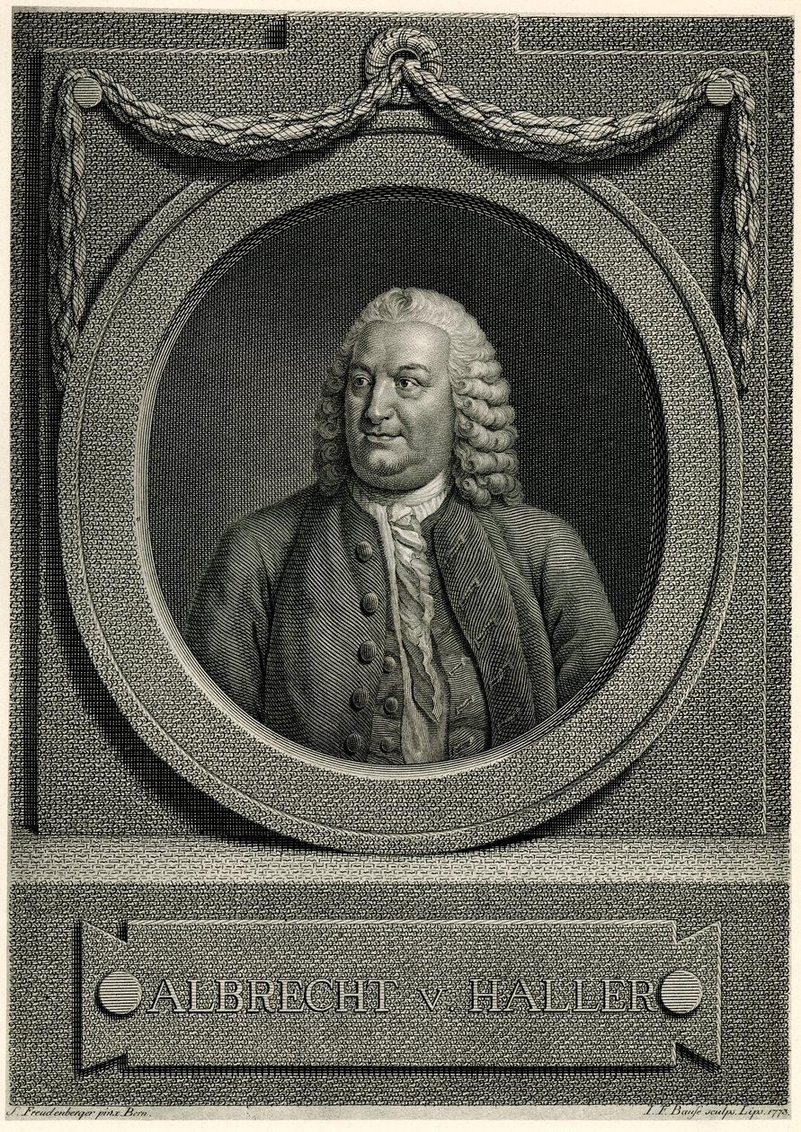 Albert von Haller od German School