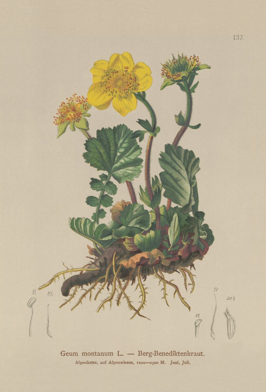 Alpine Avens (Geum montanum) od German School