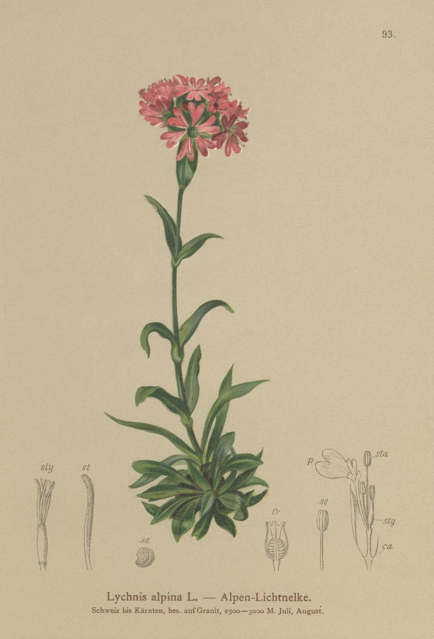 Catchfly alpina (Lychnis alpina, Silene suecica) od German School