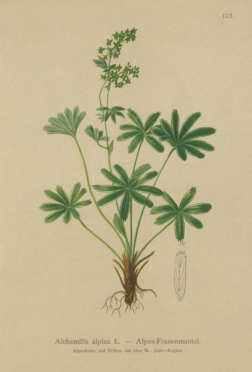Alpine Ladys-Mantle (Alchemilla alpina) od German School