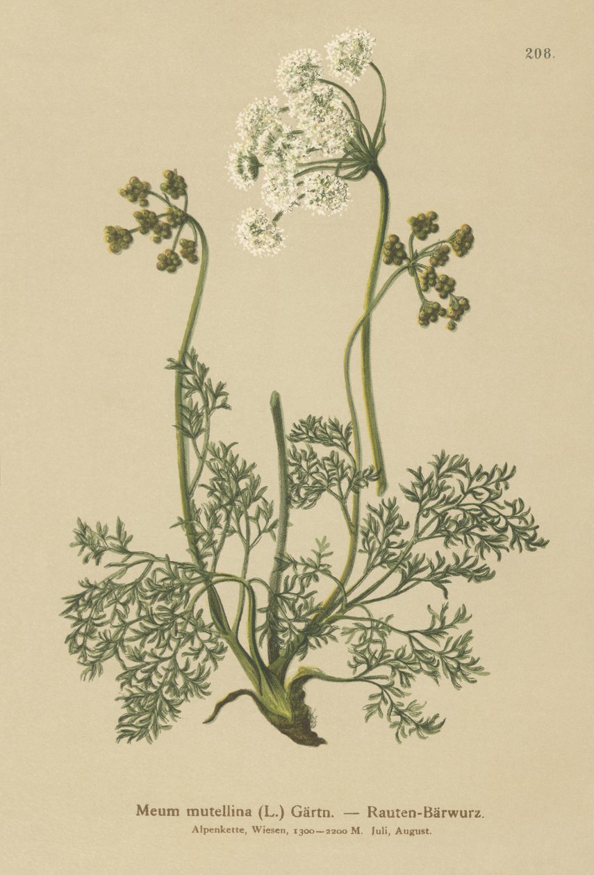 Libeček alpský (My mutellina, Ligusticum mutellina) od German School