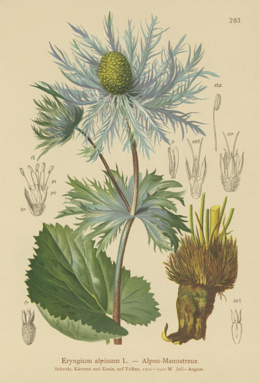 Cesmína alpská (Eryngium alpinum) od German School