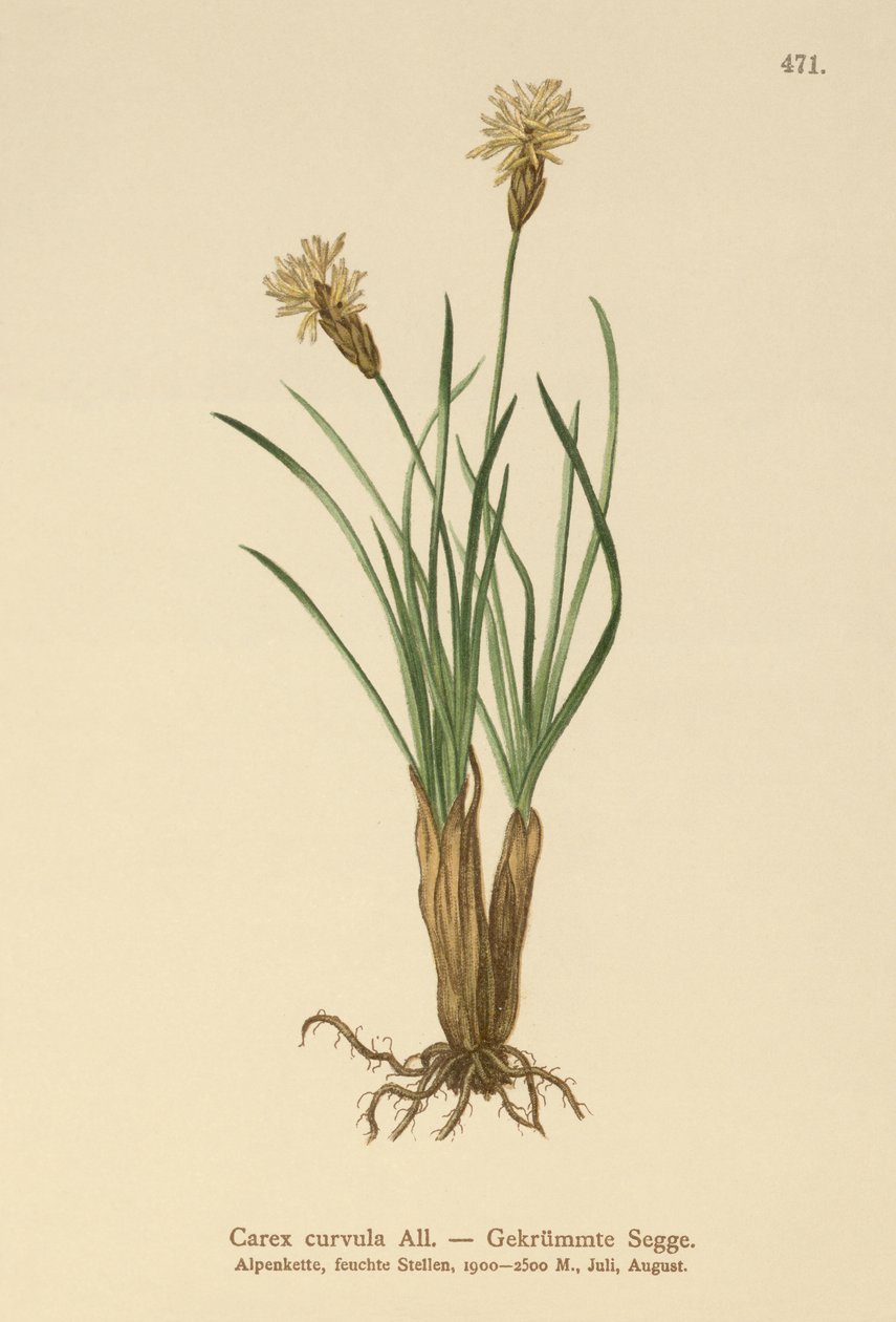 Ostřice alpská (Carex curvula) od German School