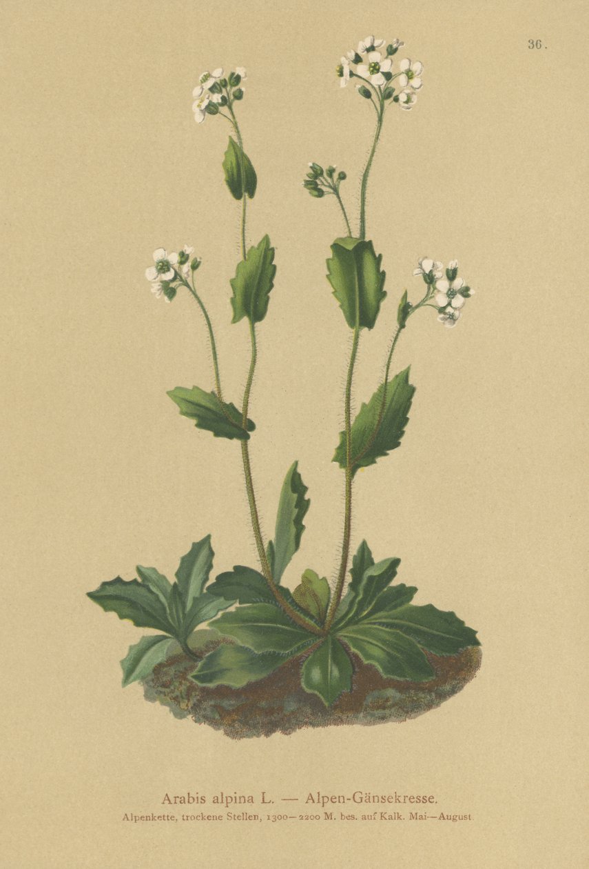 řeřicha zední (Arabis alpina) od German School