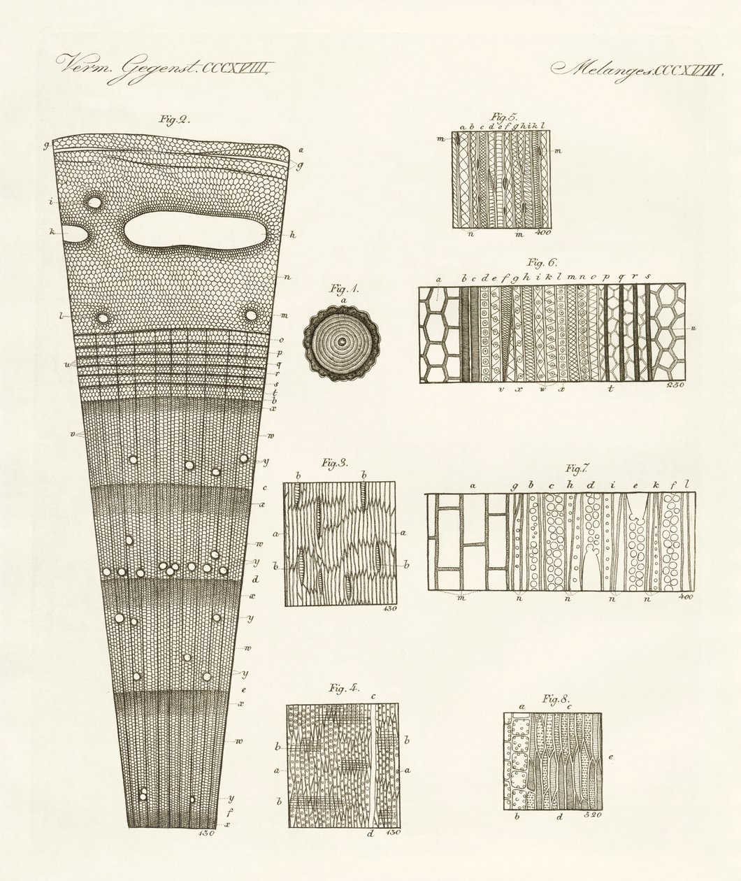 Anatomie dřeva (barevné rytí) od German School