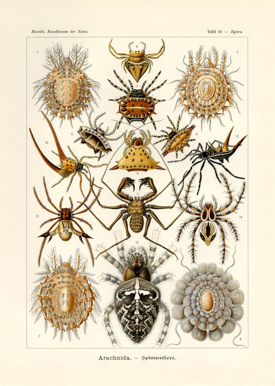 Arachnida, 1899-1904 od German School