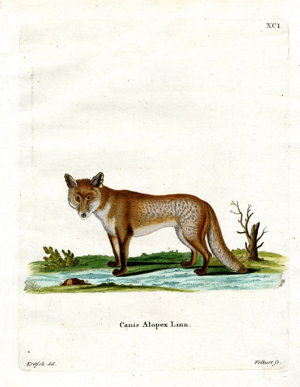 Arctic Fox (barevná rytina) od German School