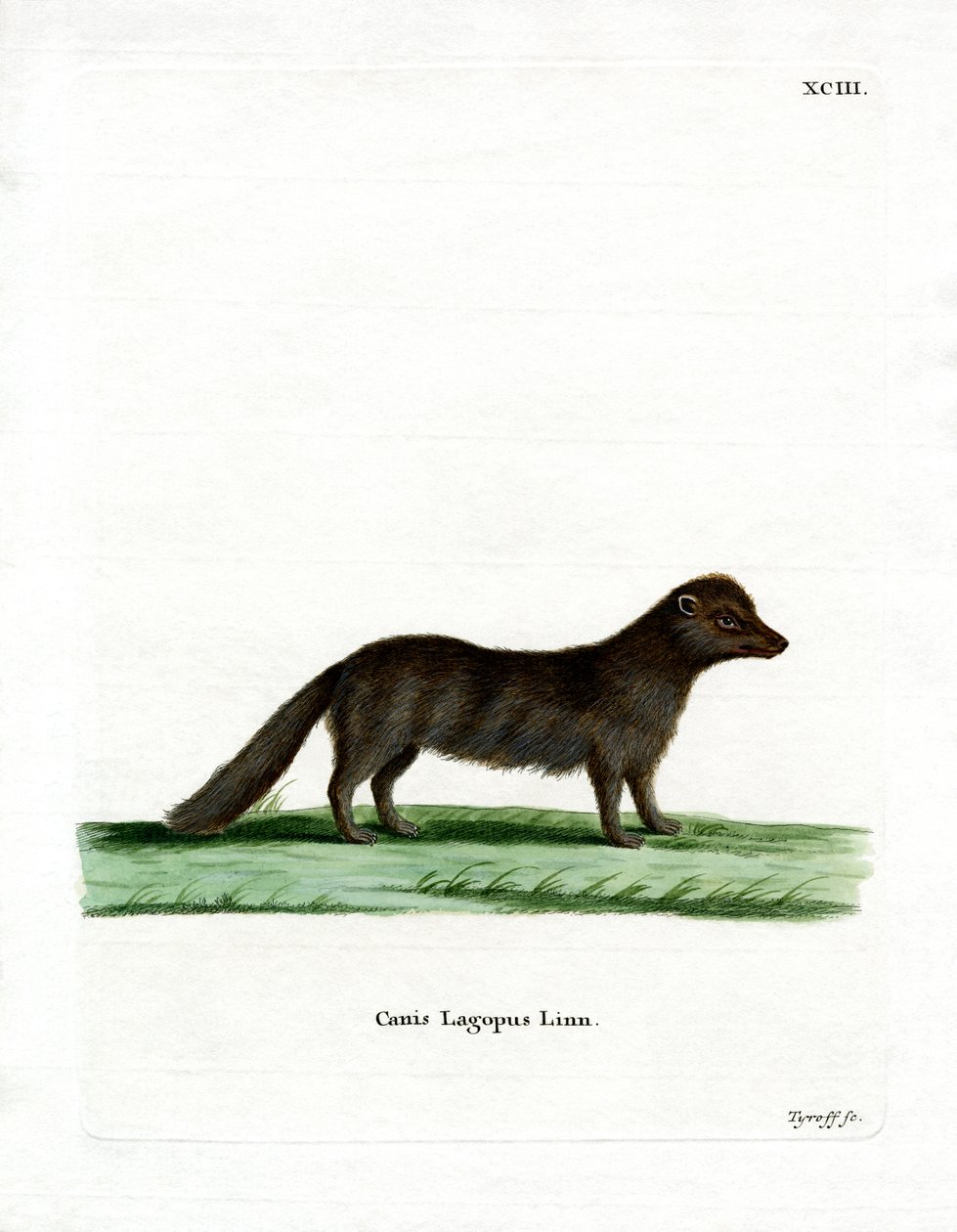 Arctic Fox (barevná rytina) od German School