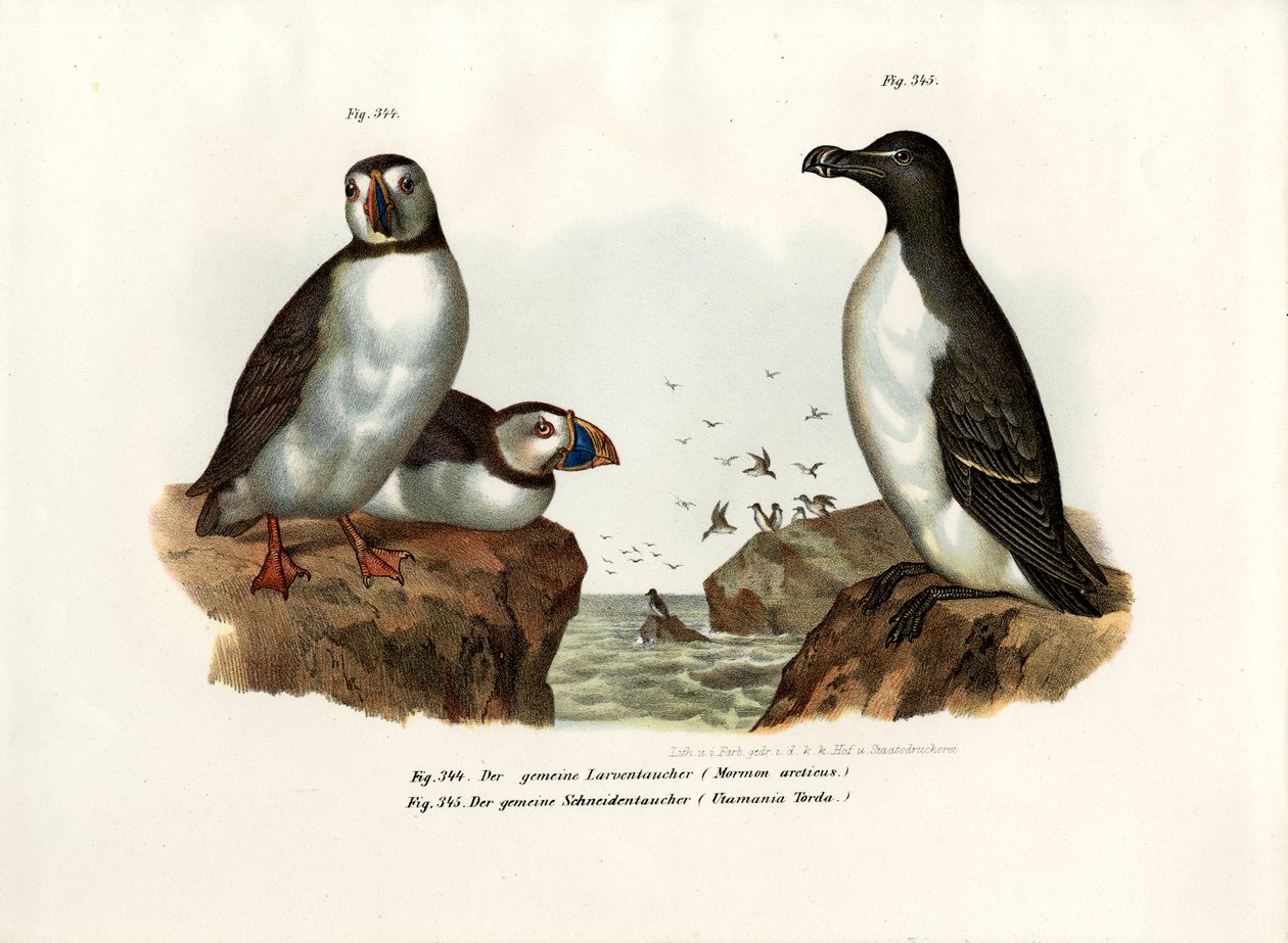 Arctic Puffin, 1864 od German School