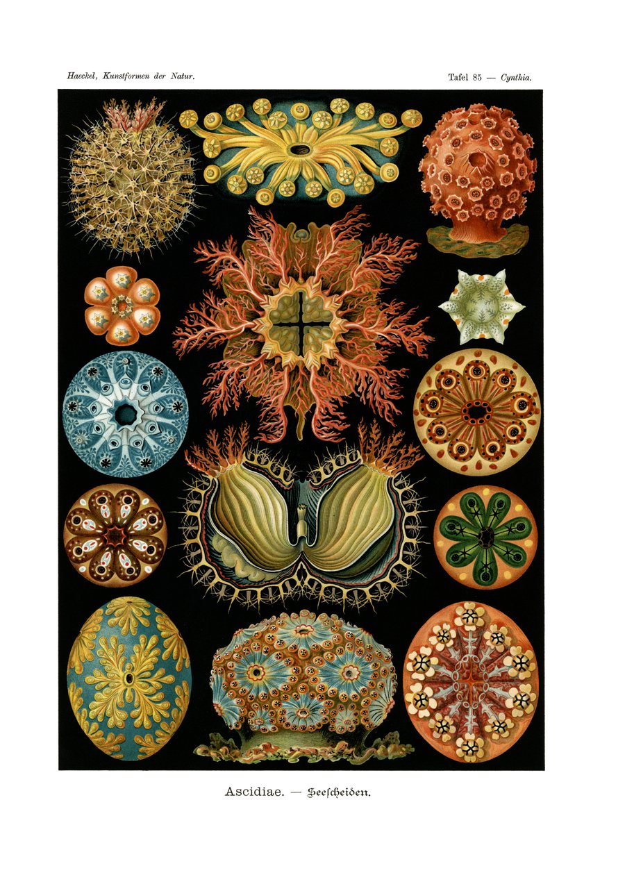 Ascidiae, 1899-1904 od German School