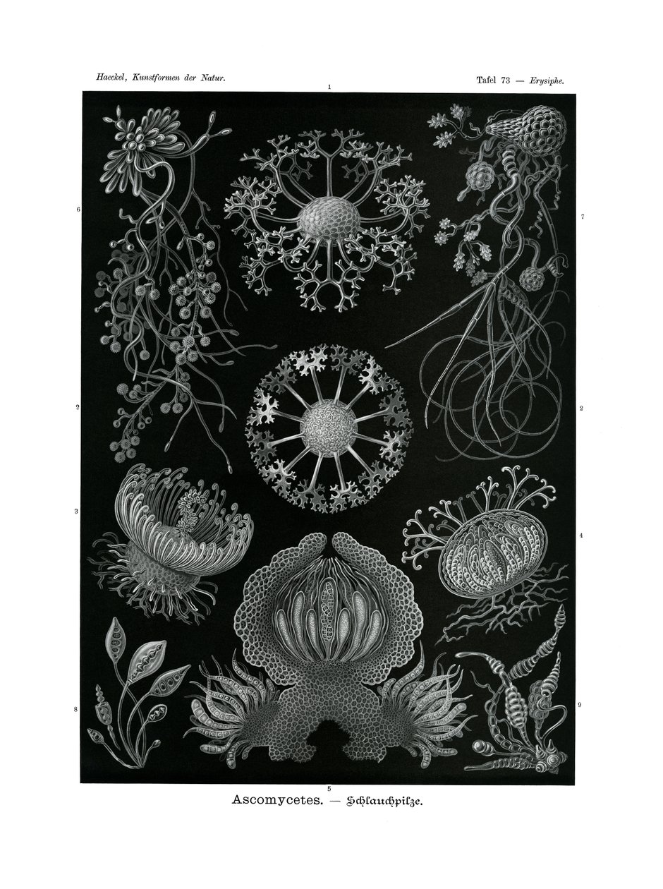 Ascomycetes, 1899-1904 od German School
