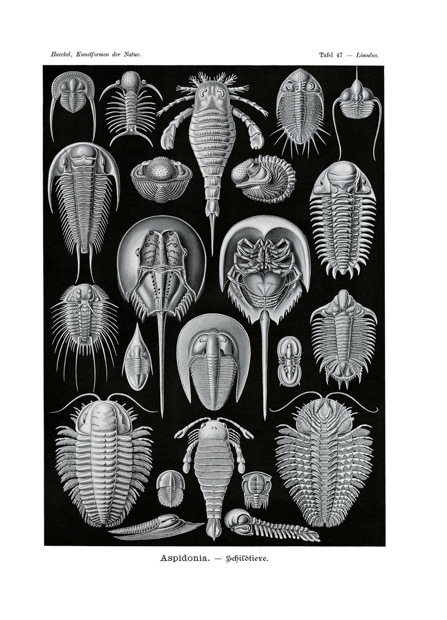 Aspidonia, 1899-1904 od German School
