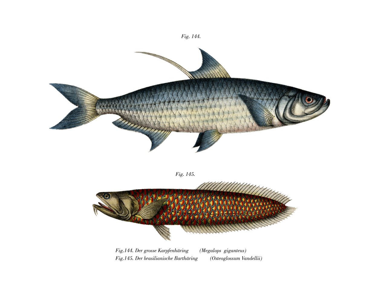 Atlantic Tarpon (barva lito) od German School