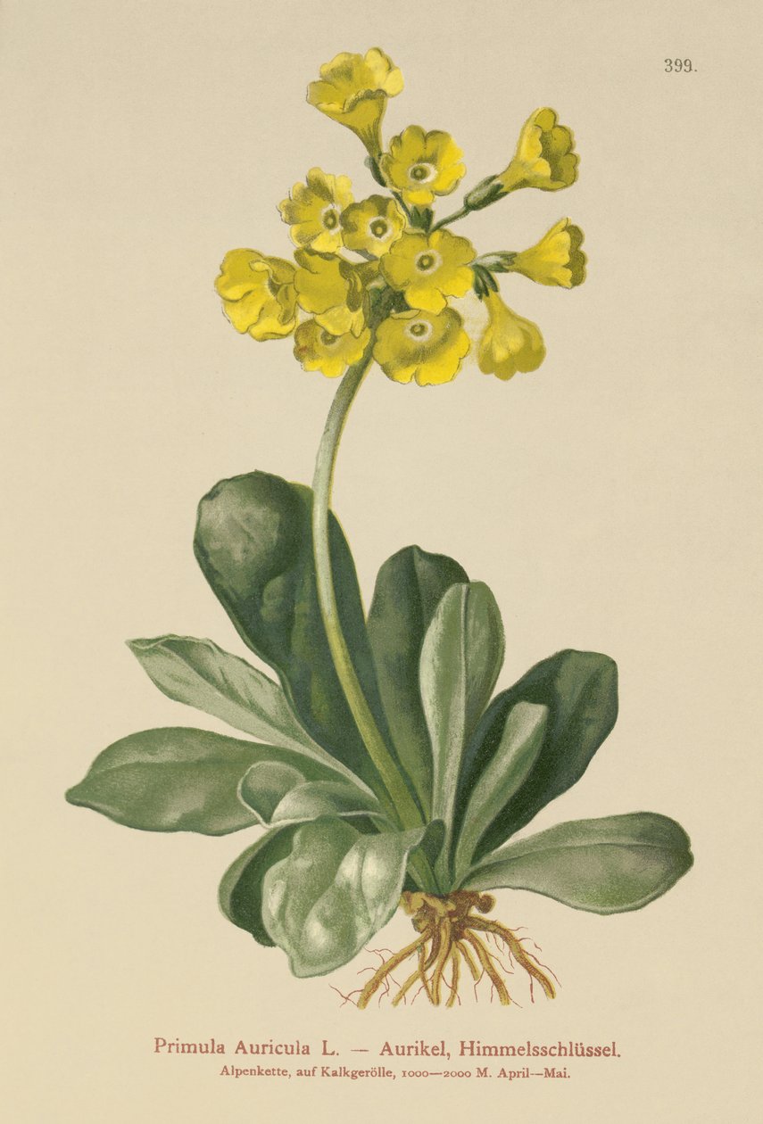 Ucho (Primula Auricula) od German School