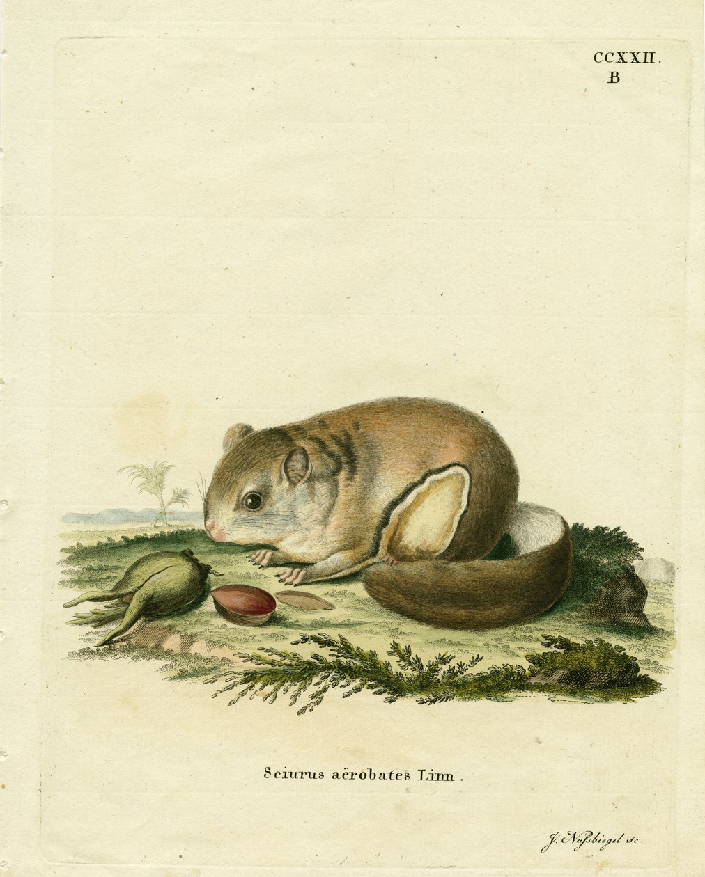 Australský Pygmy Flying Phalanger (barevná rytina) od German School