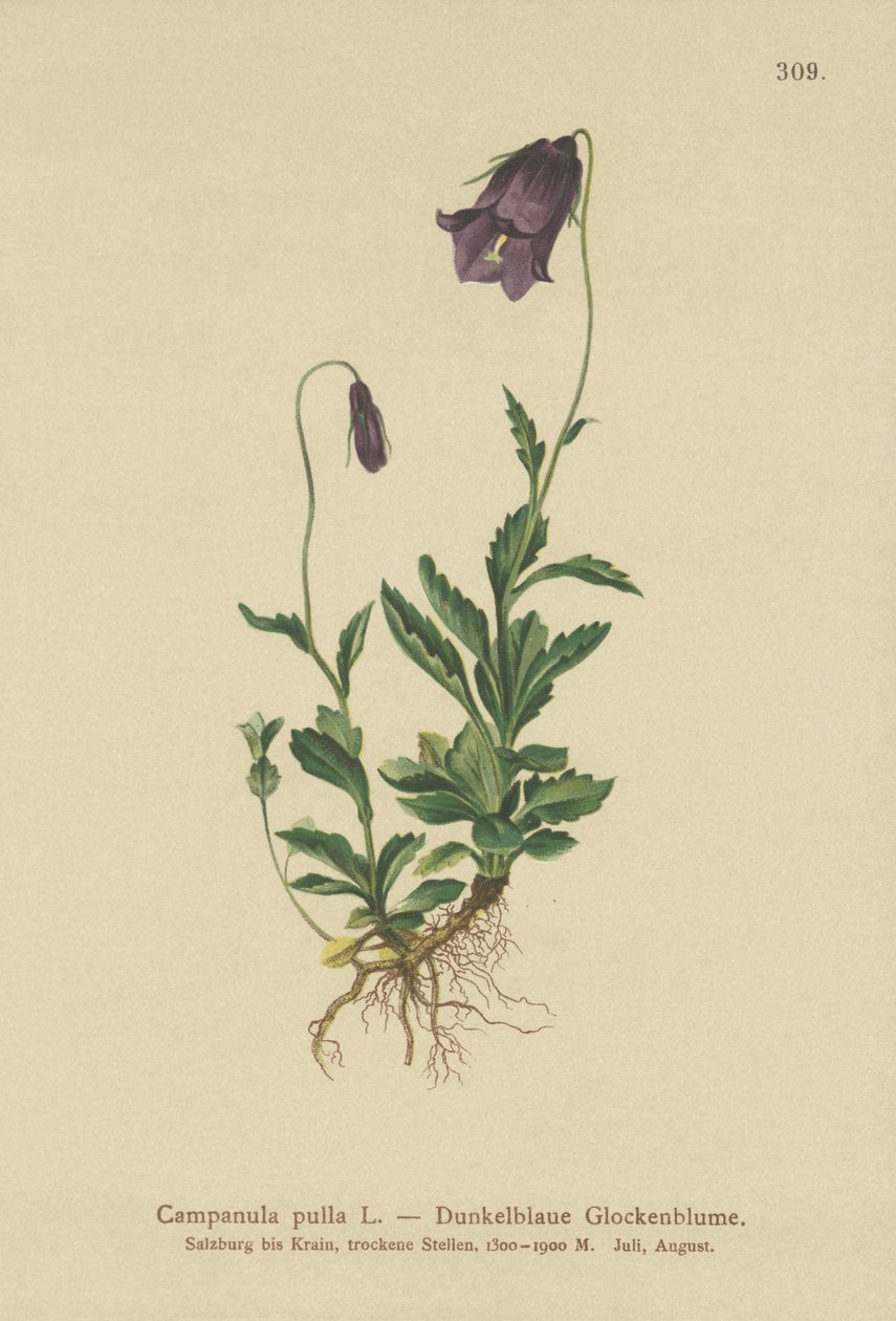 Zvonek rakouský (Campanula pulla) od German School