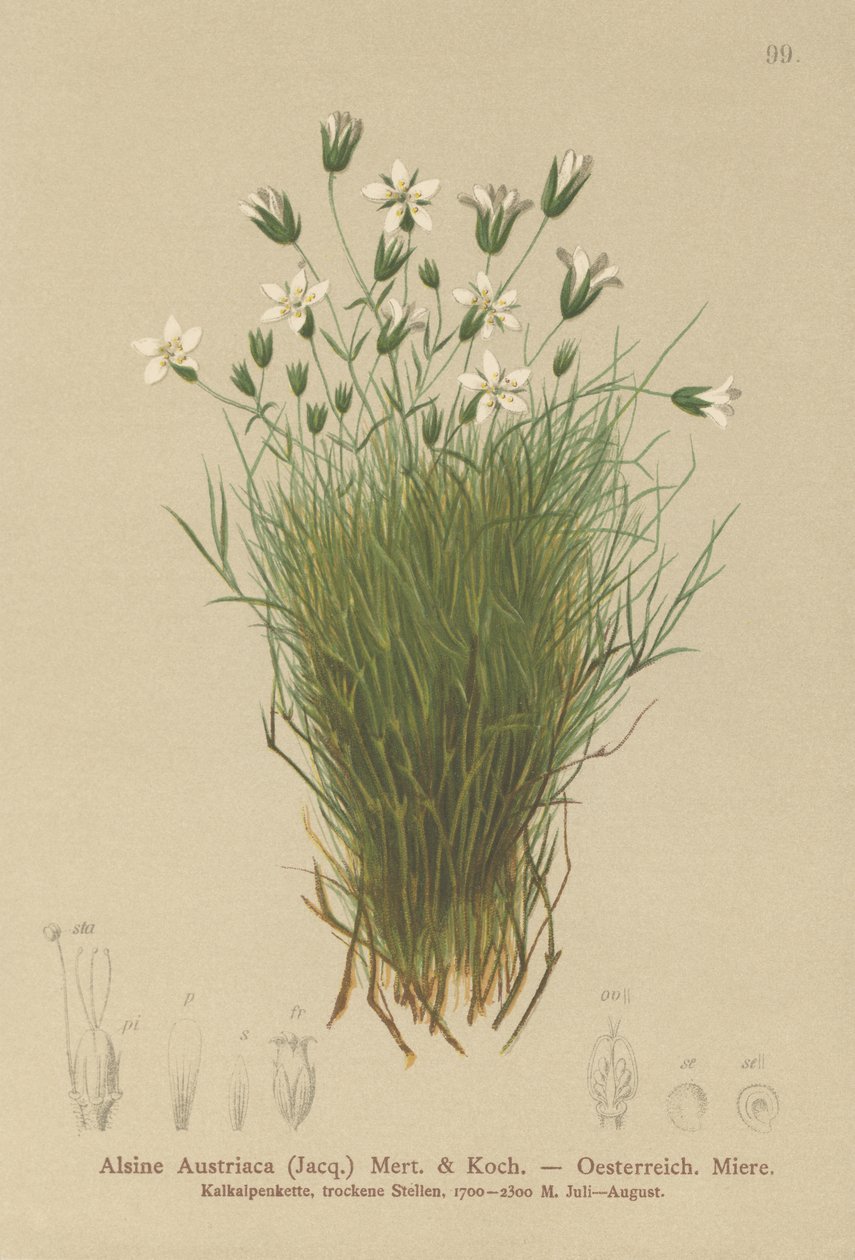 Rakouská Sandwort (Austrian Alsine, Rakouská Minuartia) od German School